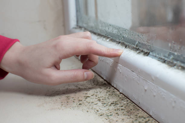 Best Mold Removal for HVAC Installations  in Banks, OR